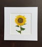 'Sunflower' 8" x 8" Mounted Print