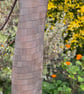 Sienna Crackle Boxes Scarf - Image 5