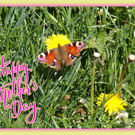 Butterfly in Meadow Mother's Day Greeting Card A5 Size 