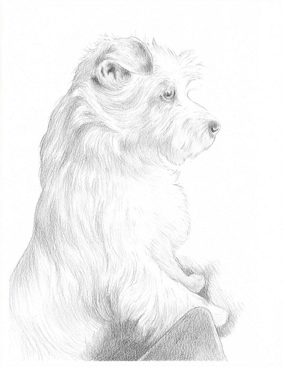 Custom Pet Portrait - 10 x 8 inches, pencil