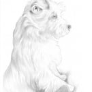 Custom Pet Portrait - 10 x 8 inches, pencil