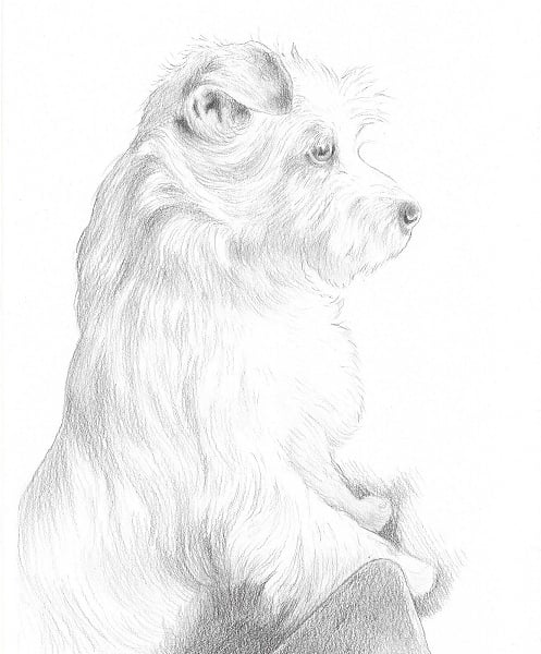 Custom Pet Portrait - 10 x 8 inches, pencil
