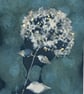 Botanical gift. Cyanotype Art. Hydrangea Annabelle flower. Perfect present  - Image 1