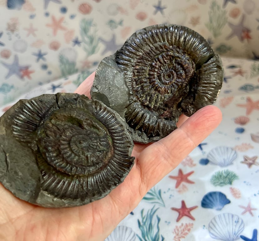Fossilised Ammonite Split Pair From Whitby Beautifully prepped polished & stands