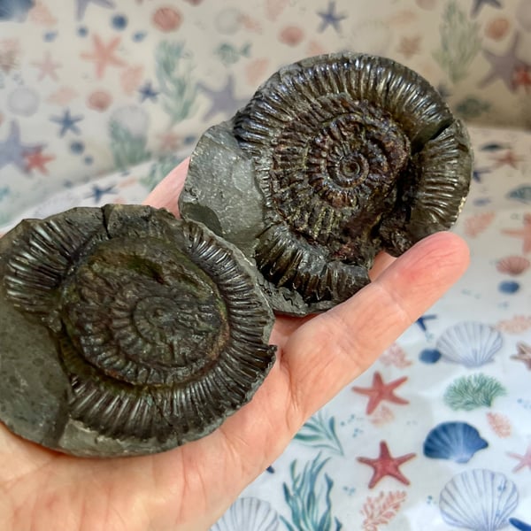 Fossilised Ammonite Split Pair From Whitby Beautifully prepped polished & stands