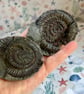 Fossilised Ammonite Split Pair From Whitby Beautifully prepped polished & stands
