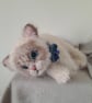 Ragdoll Kitten, dotpebblesknits Design - Image 2