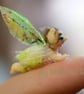 Custom made MINIATURE fairy  - Image 2