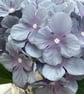 Blue and purple shades single hydrangea stem - Image 3