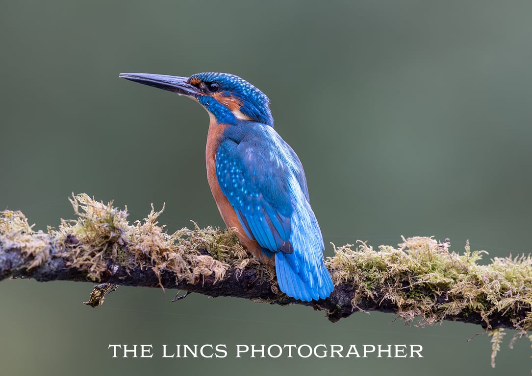Kingfisher print (Limited edition of 10)