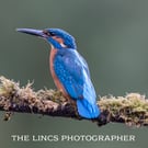 Kingfisher print (Limited edition of 10)
