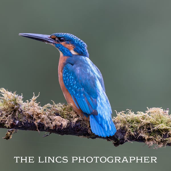 Kingfisher print (Limited edition of 10)