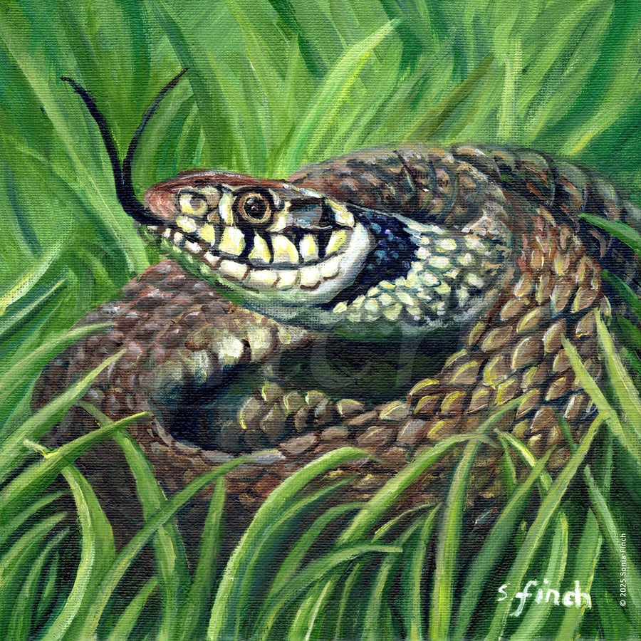 Spirit of Snake - Limited Edition Giclée Print