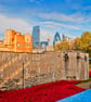 Tower Of London Poppies Red Poppy England Photograph Print