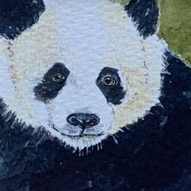 Watercolour of a Panda ACEO - free UK postage 