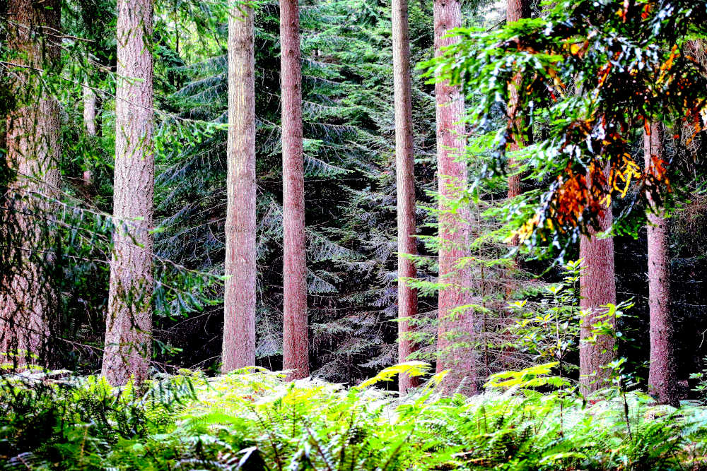 New Forest Print, In The Woods photo picture