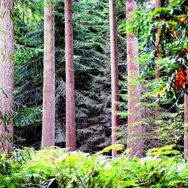 New Forest Print, In The Woods photo picture