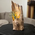 Wabi-Sabi Laylandii stump with tea light and Tillandsia air plant