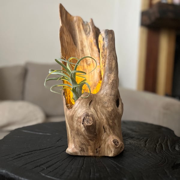 Wabi-Sabi Laylandii stump with tea light and Tillandsia air plant