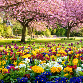 Springtime Park Cherry Blossom Trees Flowering Spring Wiltshire, Free UK Postage