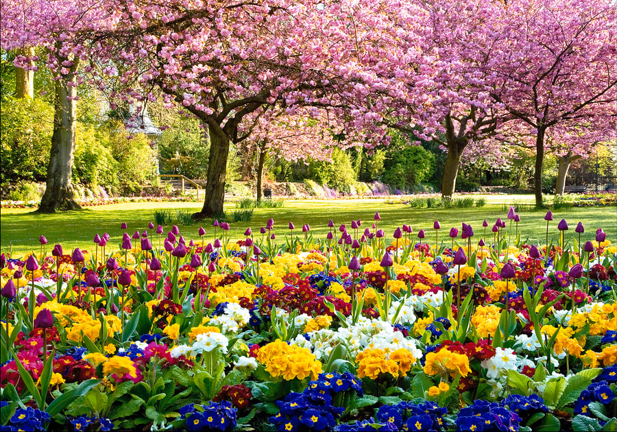 Springtime Park Cherry Blossom Trees Flowering Spring Wiltshire, Free UK Postage