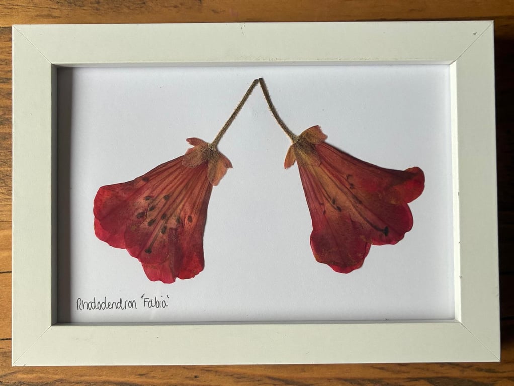 Real Pressed Flower Art in Wooden Frame - Rhododendron Flowers