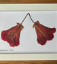 Pressed Rhododendron Flowers in Wooden Frame