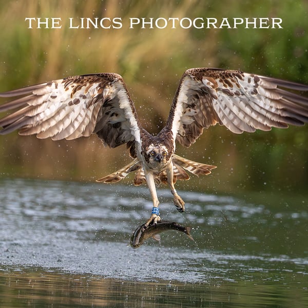 Osprey with trout print (Limited edition of 10)