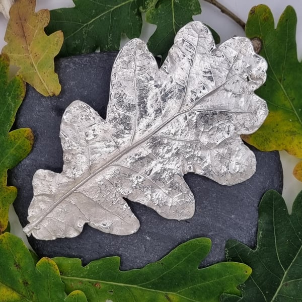 Real large oak leaf preserved in silver, brooch 