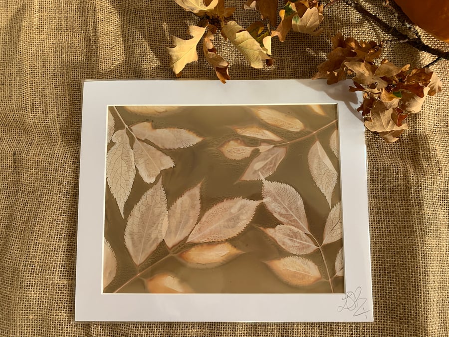Honesty Plant Lumen Print