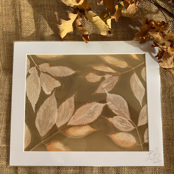 Honesty Plant Lumen Print