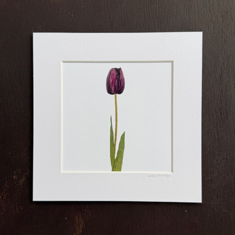 'Tulip' 8" x 8" Mounted Print