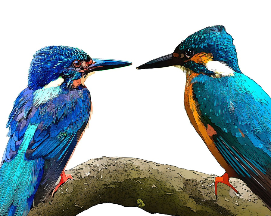 Two Kingfishers sitting on a Branch, Greeting, Birthday Card