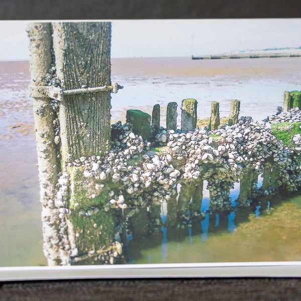 Barnacles on the Beach A6 Card