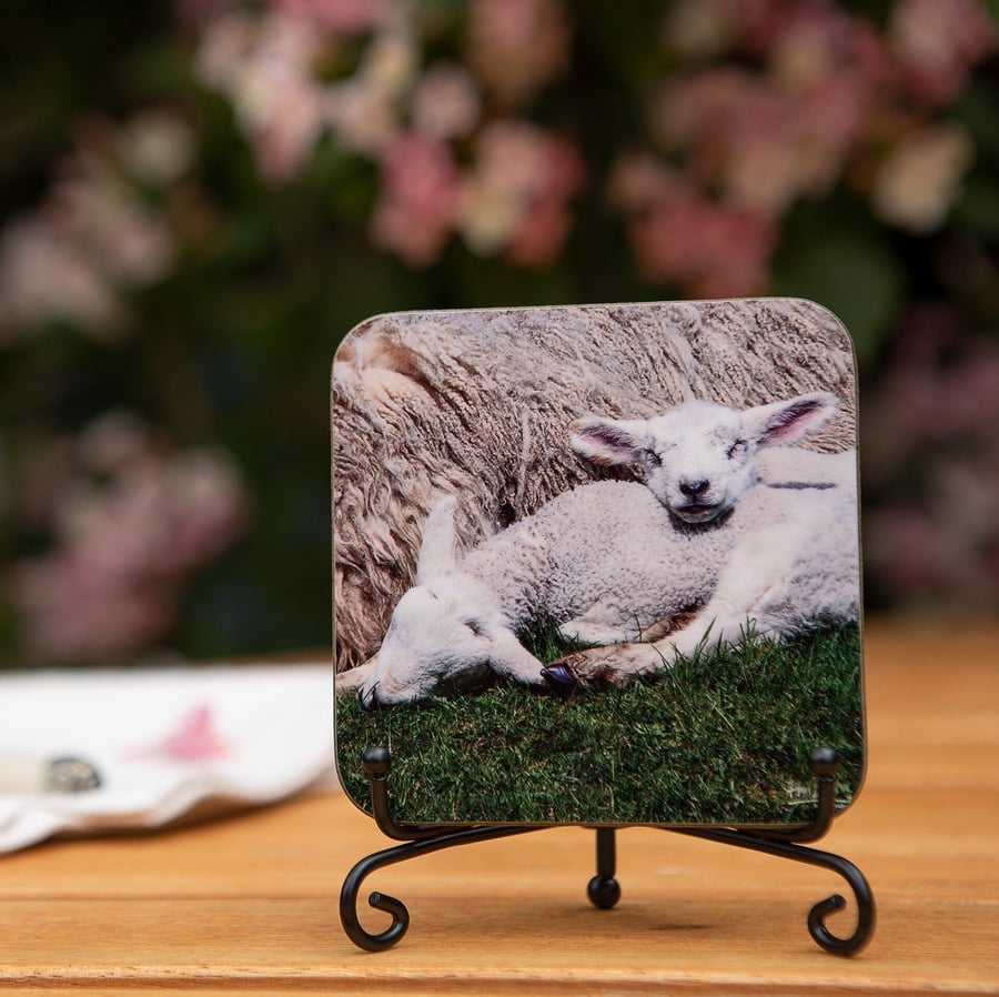 Lamb Wooden Coaster - Original Animal Photo Gifts - Wildlife Scene Coaster - Dri
