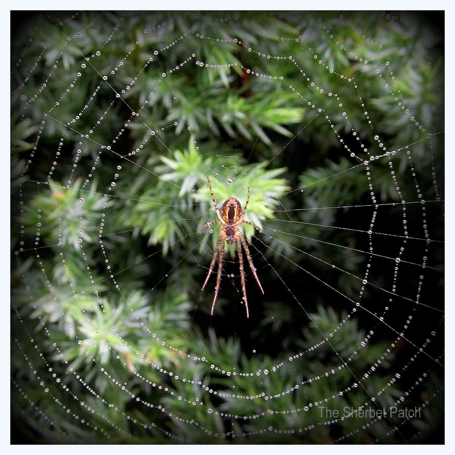 ''Spin me a web''  Greetings card.   (37)