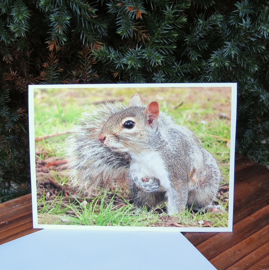 Squirrel.  A card featuring an original photograph.  Blank inside.