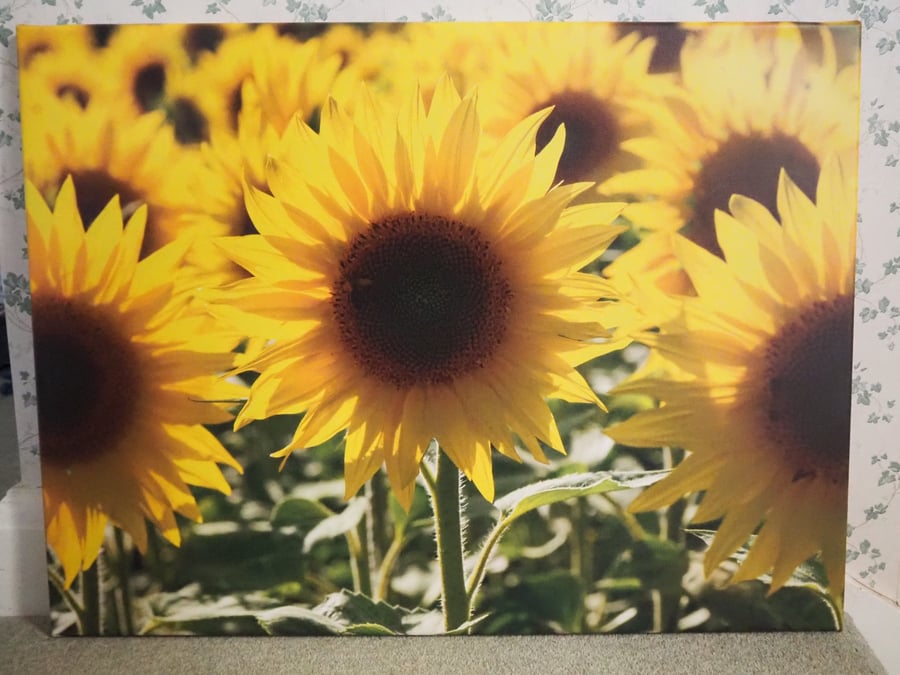 Sunflowers Canvas Print ready to hang