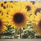 Sunflowers Canvas Print ready to hang