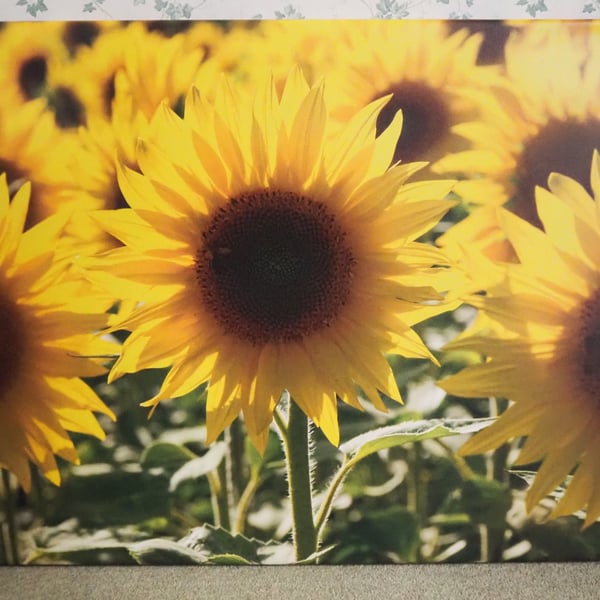 Sunflowers Canvas Print ready to hang