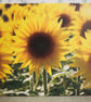 Sunflowers Canvas