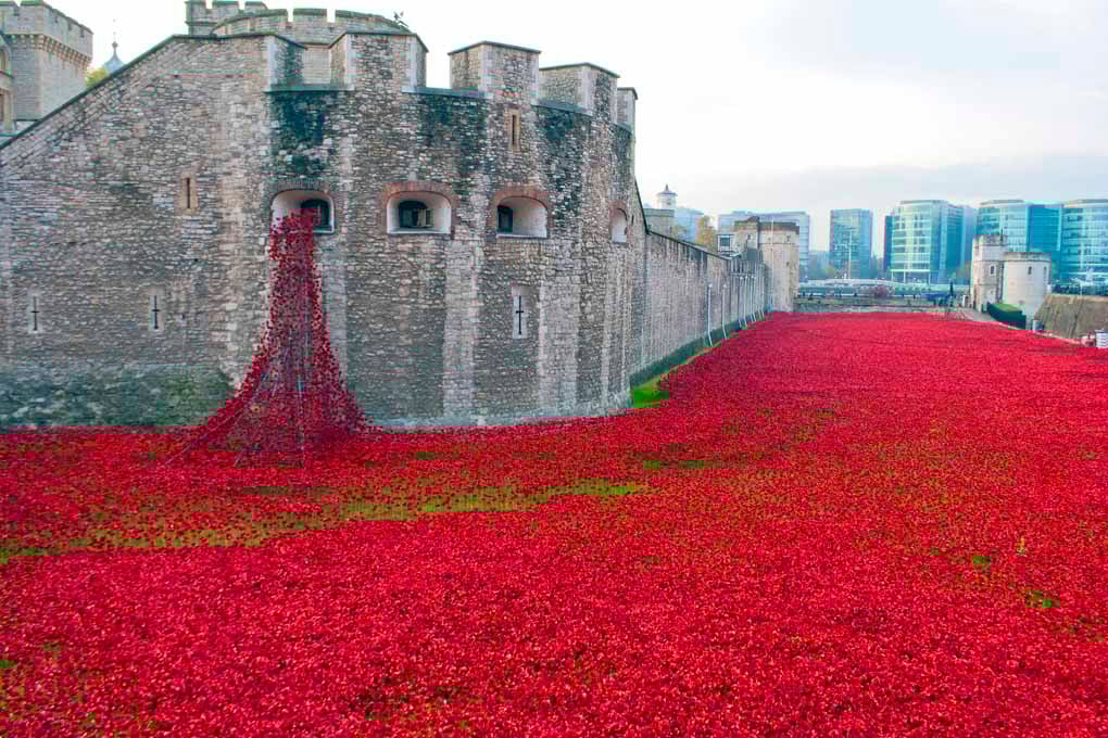 Tower Of London Red Poppy England Photograph Print