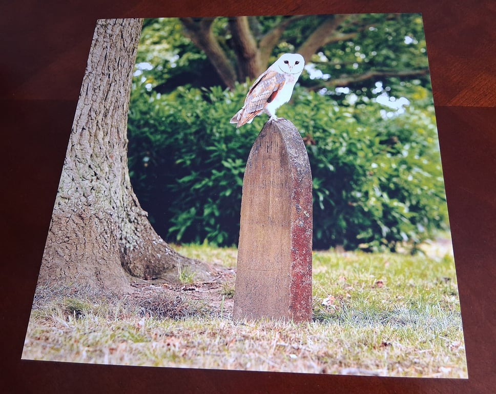 BARN OWL ON A GRAVE STONE PHOTOGRAPH 12x12