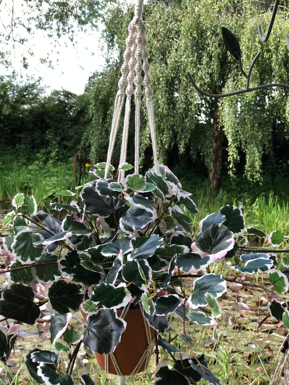 Macrame Plant Holder - 'Phoebe'