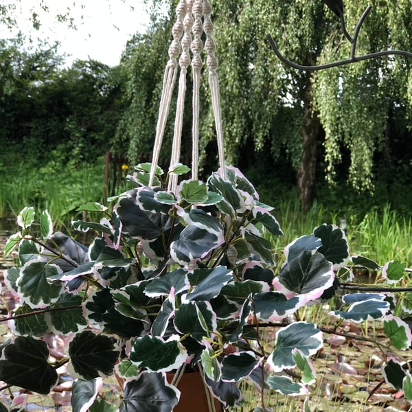 Macrame Plant Holder - 'Phoebe'