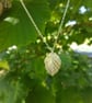 Hazel Leaf Necklace small - Image 1