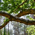 A5 Greeting Card Branch of Oak Woods Norfolk