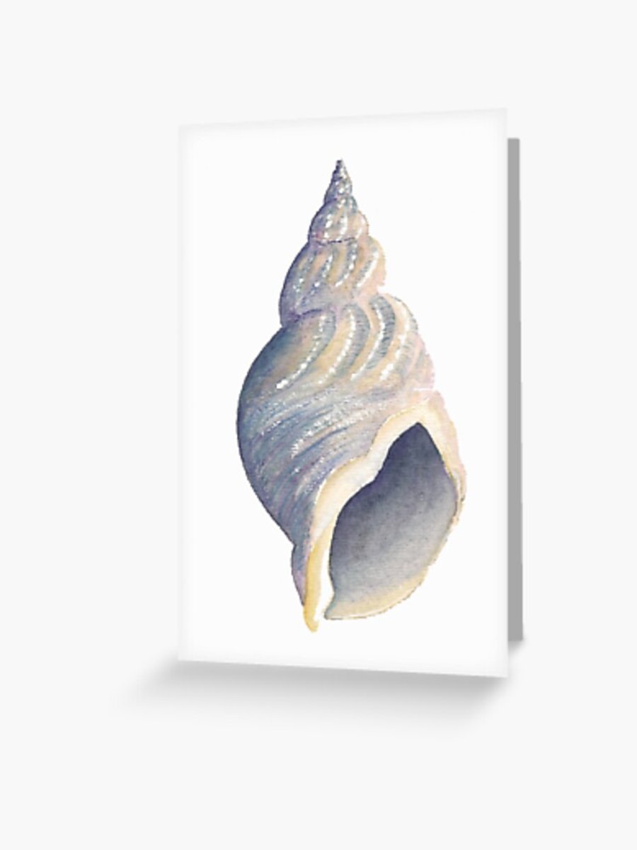 Seconds Sunday sea shell whelk blank greeting card from an original painting