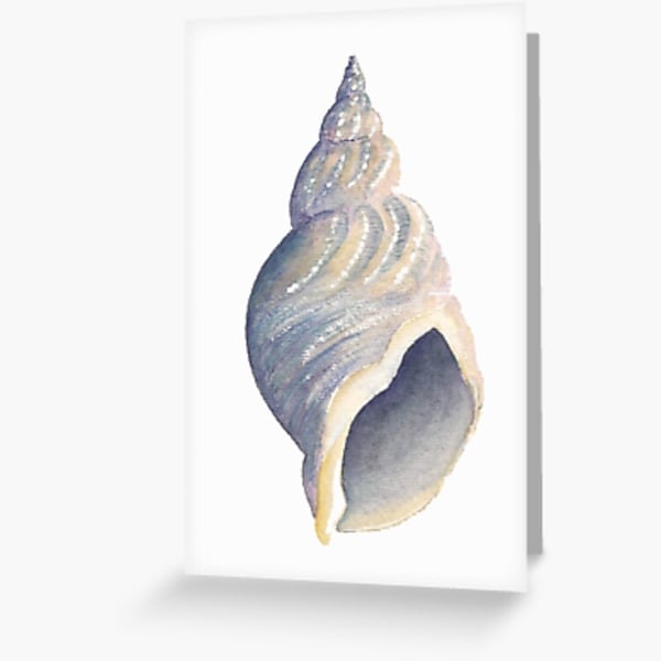 sea shell whelk blank greeting card from an original painting