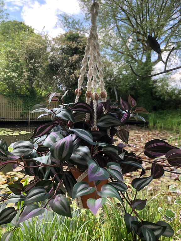 Macrame Plant Holder - 'Sasha'